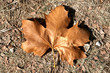 Feuille morte