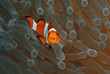 Poisson clown (Indonésie; bunaken)