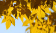 Yellow autumn leaves in the sun rays
