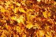 Fallen leaves of the maple. Autumn carpet.