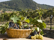 grapes in a basket