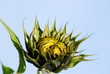 Sonnenblume