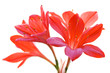 Blüte