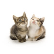 Kittens on white background Kittens on white background