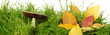 Autumn leaves on a young green grass