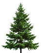 The Bare Christmas tree ready to decorate