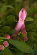 Pink Ribbon Breast Cancer Awareness Clip
