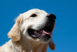 Golden retriever isolated on blue.