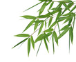 bamboo-leaves isolated on a white background. bamboo-leaves isolated on a white background.