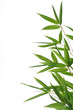 bamboo-leaves isolated on a white background. bamboo-leaves isolated on a white background.