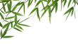 bamboo-leaves isolated on a white background bamboo-leaves isolated on a white background