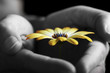 fragile daisy being protected by hands