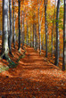 autumn scene
