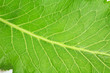 fresh green horseradish leaf