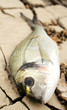 orata