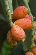 fico india 03