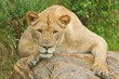 Captive Lionness Resting on Boulder