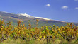 Vignobles au pied du Mont Ventoux Vignobles au pied du Mont Ventoux