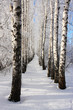 Birch winter alley. Two rows of the trees.