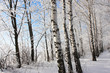 Birch winter alley. Two rows of the trees.