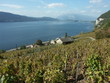 les vignes de Chautagne les vignes de Chautagne