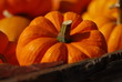 Bunch of pumpkins on a farmers market