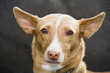 Foto: Portrait of Pharaoh hound Portrait of Pharaoh hound