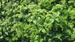 Grass place