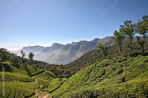 Plantation de thé Kérala Inde