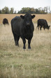ANGUS