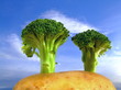 Broccoli Trees on Potato Hill