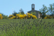 chapelle en haut d'un champ de lavande au printemps