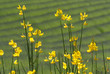fleurs de genet champ de lavande au printemps