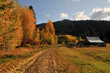 white birch trees and farmhouse white birch trees and farmhouse