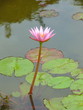 Beautiful And Fresh Lotus In The Pond