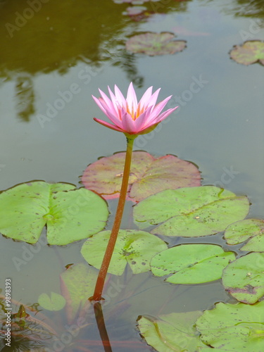 Photo: Beautiful And Fresh Lotus In The Pond Beautiful And Fresh Lotus In The Pond