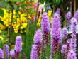 Photo: Flower In The Garden Flower In The Garden