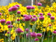 Photo: Flower In The Garden Flower In The Garden