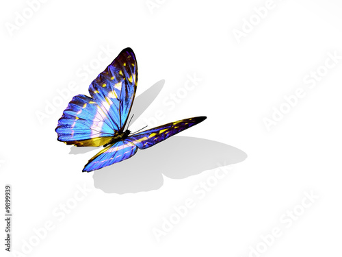 Illustration: Butterfly Butterfly
