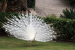 Weißer Pfau