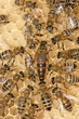 working bees around the female bee