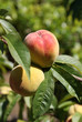 Le fruit de la pêche