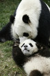 China,Sichuan,Chengdu.Giant Panda mother with 8 months old cub