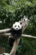 China,Province of Sichuan, Town of Chengdu,Giant Panda