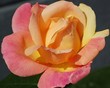 Rose & Raindrops