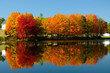 Foliage overlooking a pond