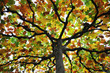 herbstfarben I