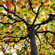herbstfarben IV