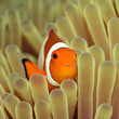 Anemone and Nemoish close-up. Sipadan. Celebes sea