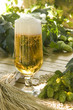 Bier mit  Hopfen und Gerste